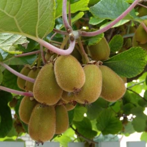 Actinidia chinensis Hayward + Tomuri (Hayward + Tomuri kivi)