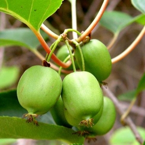 Actinidia arguta 'Issai' (Issai minikivi)