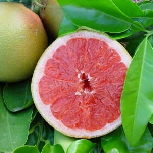 Citrus paradisi Star Ruby (Vörös húsú grapefruit)
