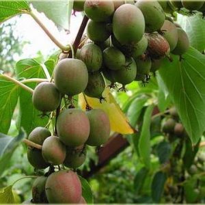 aktinidia_ostrolistna_ananasnaya_actinidi.jpg
