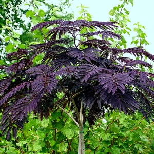 Albizia julibrissin 'Summer Chocolate' (Bordó levelű selyemakác)