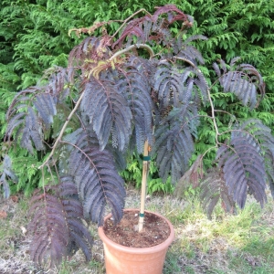 albizia-chocolate-fountain.jpg