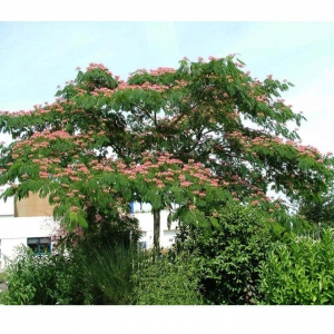 albizia_11.jpg