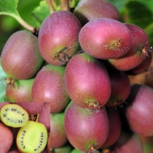 Actinidia arguta 'Ananasnaya' (Ananász minikivi)