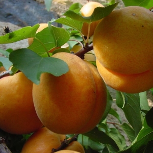 apricots.jpg