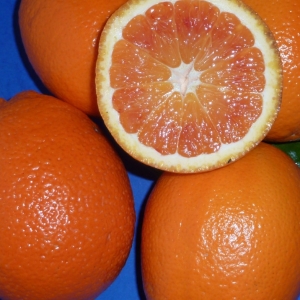 Citrus sinensis Sanguinello (Vérnarancs)