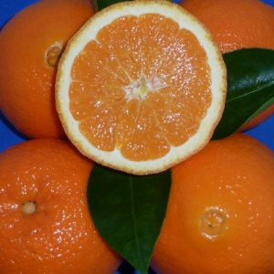 Citrus sinensis "Washington Navel" (Görög narancs)