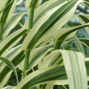 arundo-donax-variegata.jpg