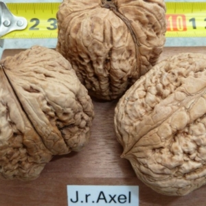 Juglans regia 'Axel' (Axel óriásdió)