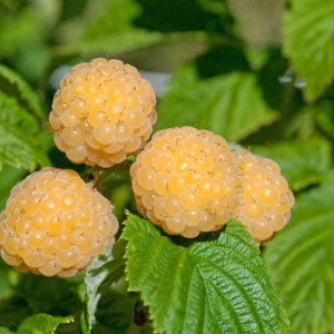 b013588-Himbeere-Golden-Queen-0.jpg