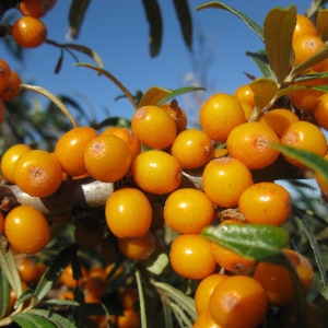 b030320-Sanddorn-Friesdorfer-Orange.JPG