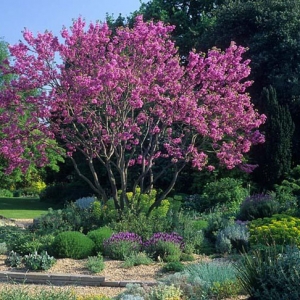 Cercis siliquastrum (Közönséges júdásfa)