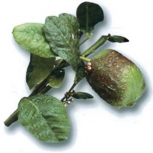 Citrus limonimedica "Bicolor" (Citrus limonimedica "Bicolor")