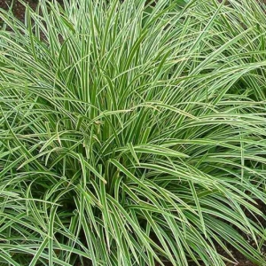 carex-morrowii-variegata-laiche-panachee.jpg