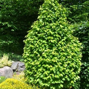 carpinus-betulus-monume-1.jpg