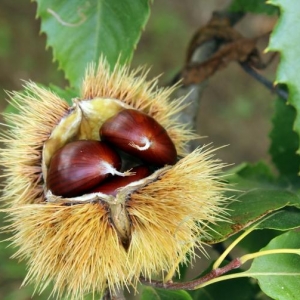 Castanea sativa (Szelídgesztenyefa)