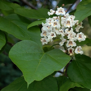 catalpa-bignonioides-fl-dsmith.jpg