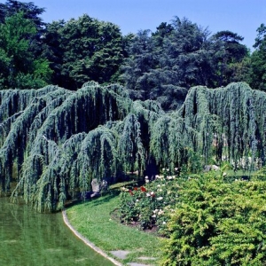 cedrus-atlantica-glauca-pendula-700-16619.jpg