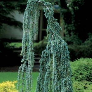 cedrus-libani-glauca-pendula-1.jpg