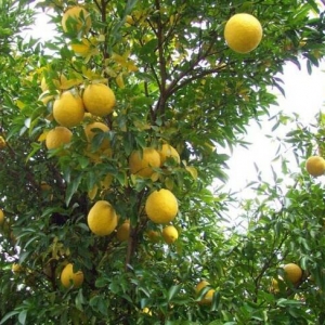 Poncirus trifoliata x Citrus paradisi (Citrumelo)