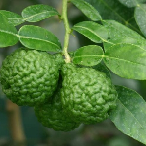 Citrus hystrix-Papeda (Kaffir lime, Aromacitrom)