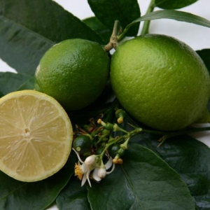 Citrus latifolia Tahiti (Lime, Zöld citrom)
