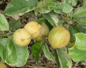Citrus limetta Variegata (Tarka levelű lime)