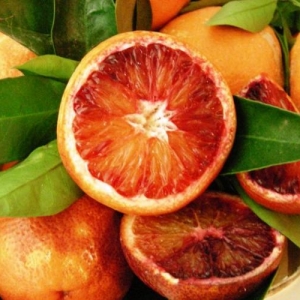 Citrus sinensis "Moro nucellare" (Moro vérnarancs)