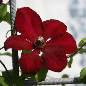 clematis-solidarnosc-m013964_w_0.jpg