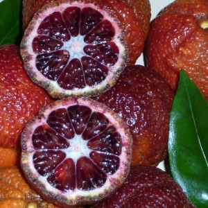 Citrus clementina Rubino (Citrus clementina Rubino)