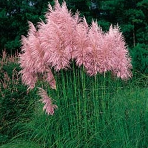cortaderia_pink.jpg