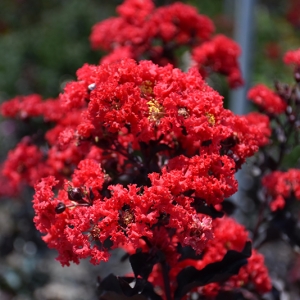 crimson_red.jpg