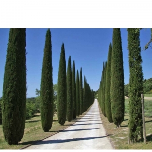 cupressus-sempervirens-pyramidalis-pianta.jpg