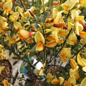 cytisus-apricot-gem-c.jpg