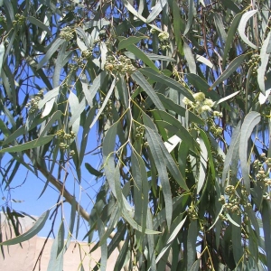 eucaliptusz_parvula.jpg