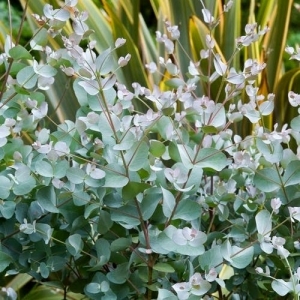 eucalyptus-gunnii-divaricata.jpg