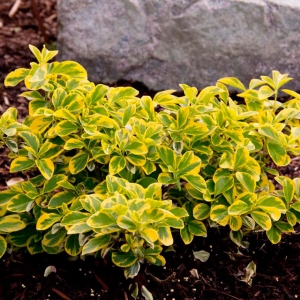 euonymus-emerald-gold-0001.jpg