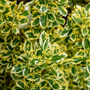euonymus-japonicus-bravo-2240x2240-68615a.jpg