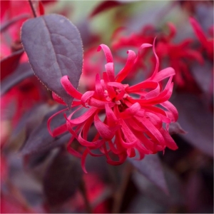 ever-red-750x750.jpg