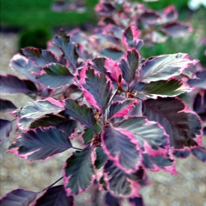 fagus_sylvatica_tricolor_levele.jpg