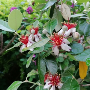 feijoa-sellowiana.jpg