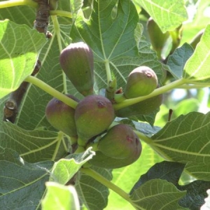 ficus_franc.jpg
