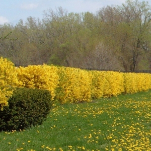 forsythia-intermedia.jpg