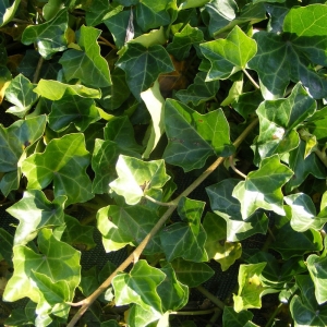 hedera_helix_hibernica_d_tail_n.jpg