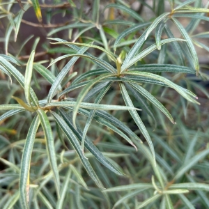 hippophae-rhamnoides-02__57932.jpg