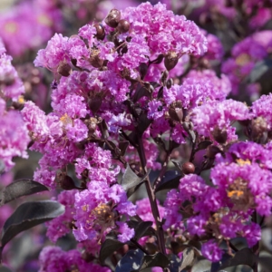 large_Lagerstroemia0-crop.jpg