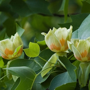 liriodendron_tulipifera.jpg