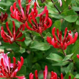 lonicera_serr.jpg