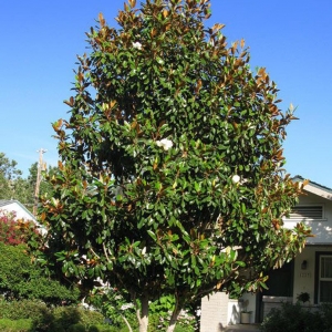 magnolia-grandiflora-little-gem.jpg