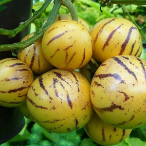 pepino.jpg